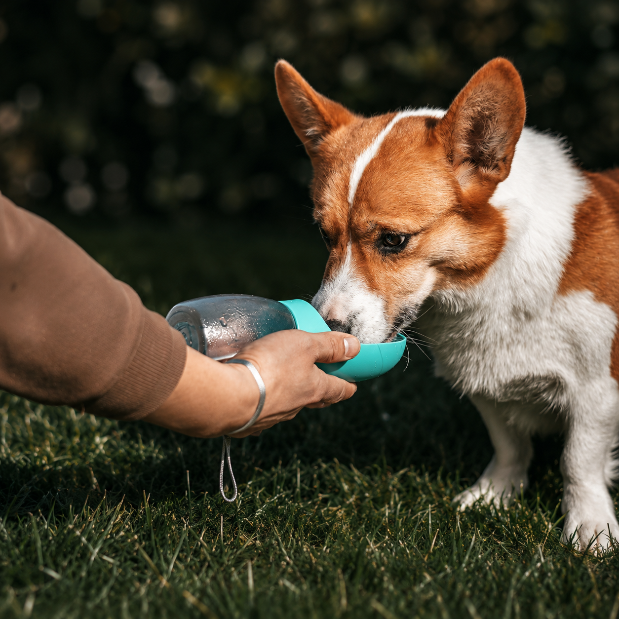 Gourde nomade pour chien – 300 ml